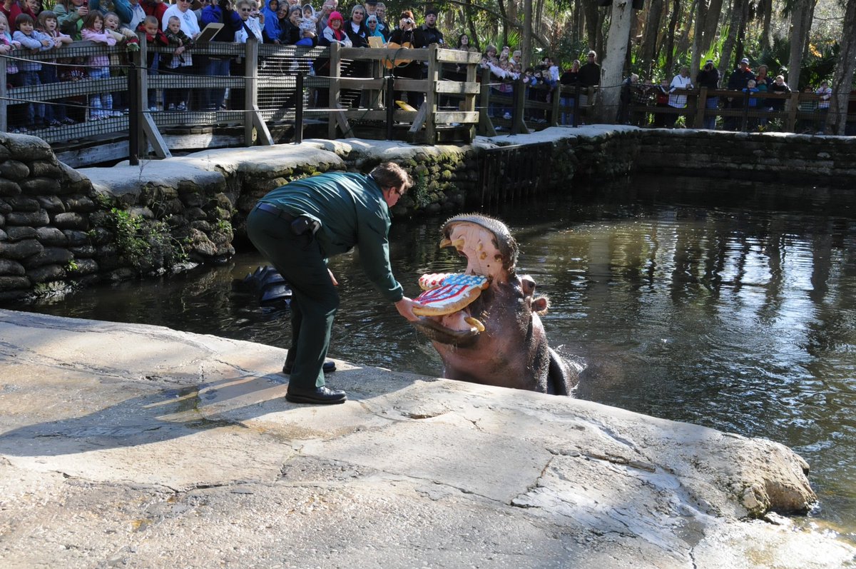 bióloga alimentando um hipopótamo em Ellie Schiller Homosassa Springs Wildlife State Park